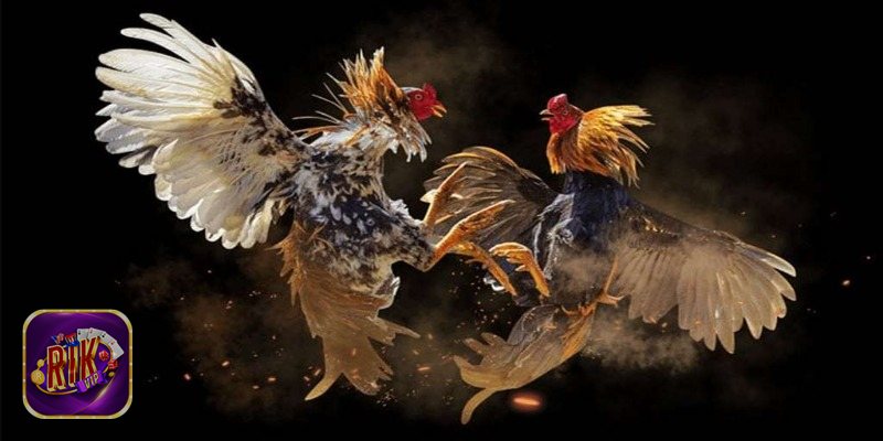 So Sánh Gà Cựa Dao Và Gà Truyền Thống