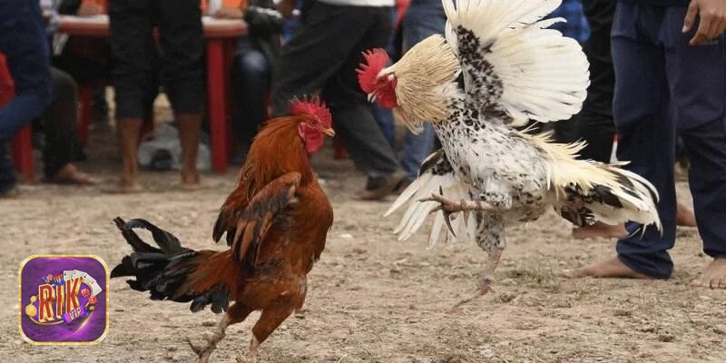 Tìm Hiểu Các Cửa Cược Để Tối Ưu Lợi Nhuận